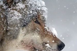 عکس حیوانات در برف
