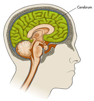 قسمت مخ در مغز Cerebrum in brain