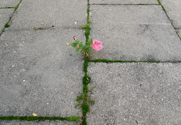flower-tree-growing-concrete-pavement-motamem7