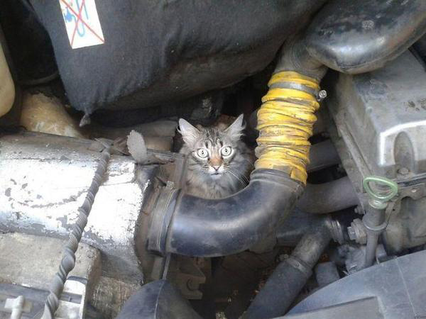 cat-Stuck-in-car-winter-motamem-2