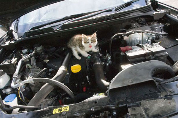 cat-Stuck-in-car-winter-motamem-9