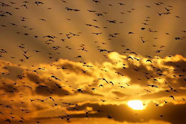 مجموعه تصاویر مهاجرت پرندگان در غروب خورشید