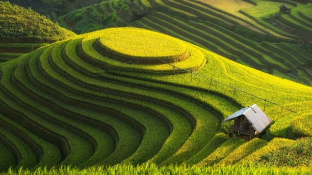 عکس مزرعه های برنج