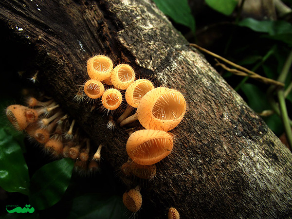 beautifull-mushroom-motamem-org1