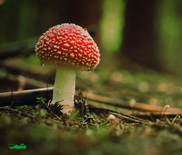 beautifull-mushroom-motamem-org19