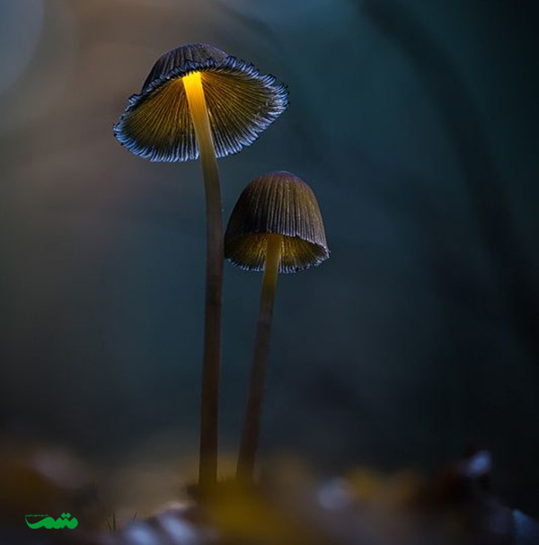beautifull-mushroom-motamem-org19_luminous_motamem