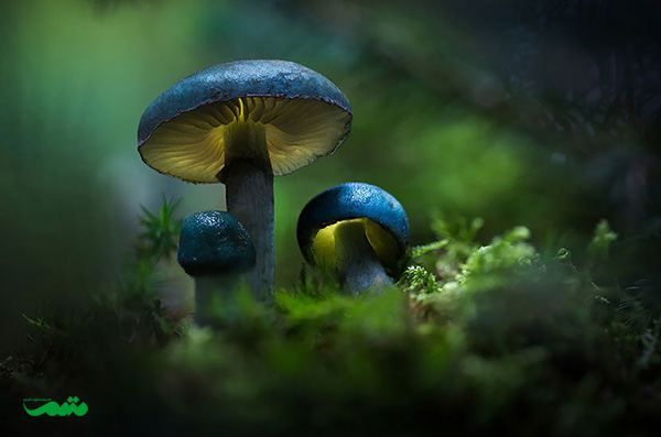 beautifull-mushroom-motamem-org27