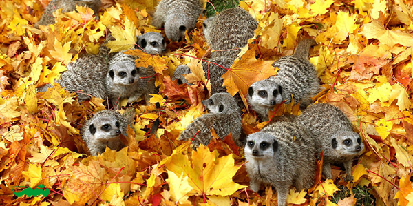حیوانات در پاییز
