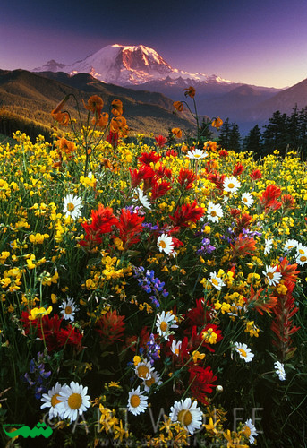 زیباترین مزارع گل در جهان