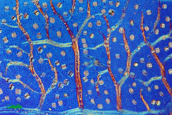 دکتر دیوید مایتلند از انگلستان موضوع: تصاویری از کریستالهای موجود بر روی برگهای پیچک دیواری