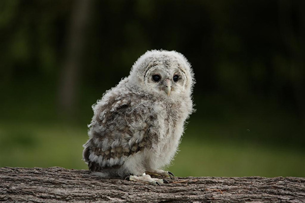 owl-cute-motamem1.jpg