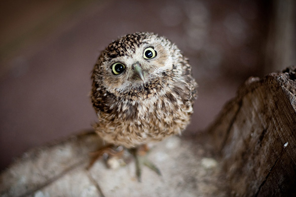 owl-cute-motamem11.jpg