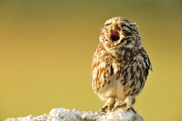 owl-cute-motamem12.jpg