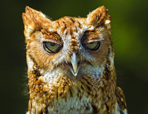 owl-cute-motamem16.jpg