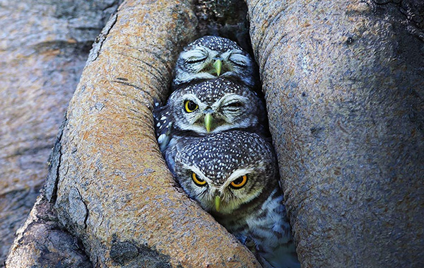 owl-cute-motamem18.jpg