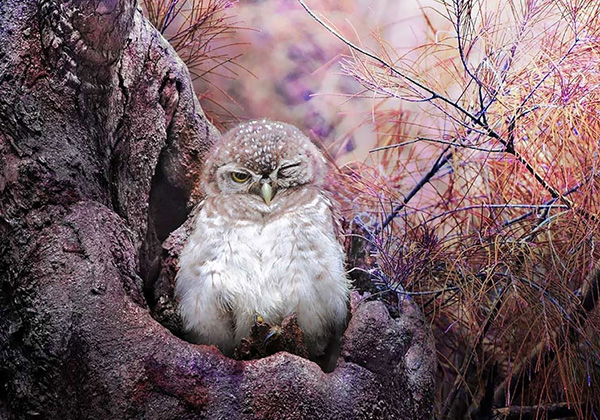 owl-cute-motamem19.jpg
