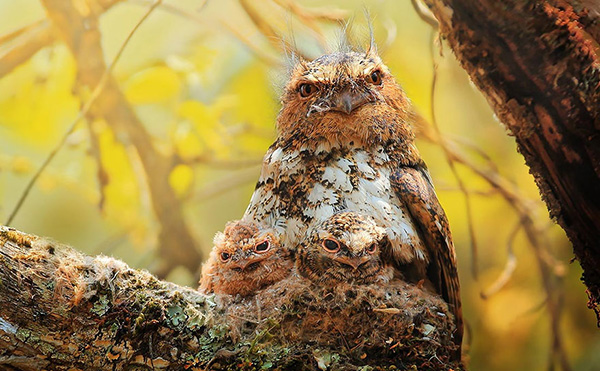 owl-cute-motamem20.jpg