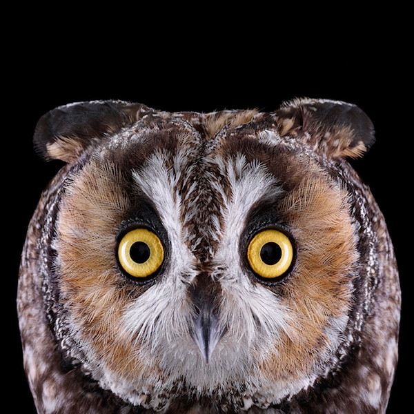 owl-cute-motamem21.jpg