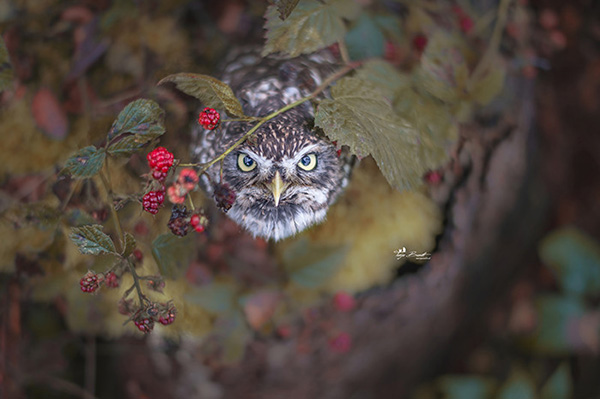 owl-cute-motamem22.jpg