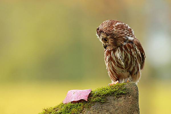 owl-cute-motamem25.jpg