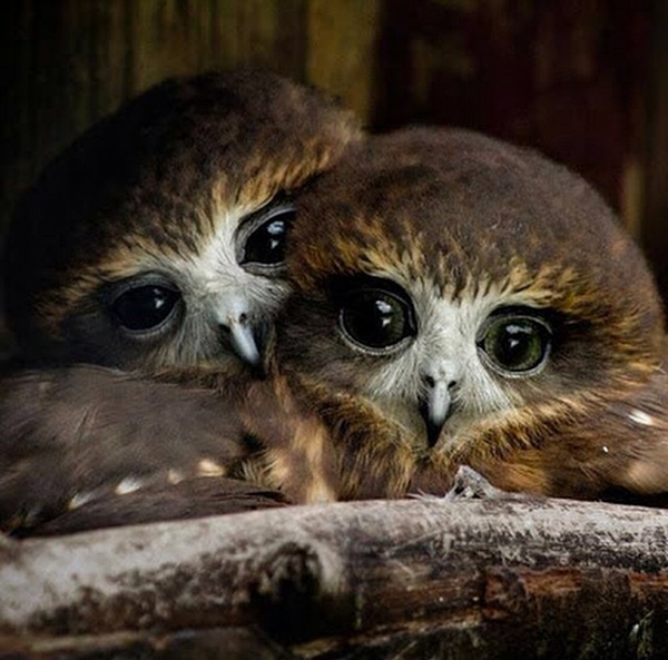 owl-cute-motamem31.jpg
