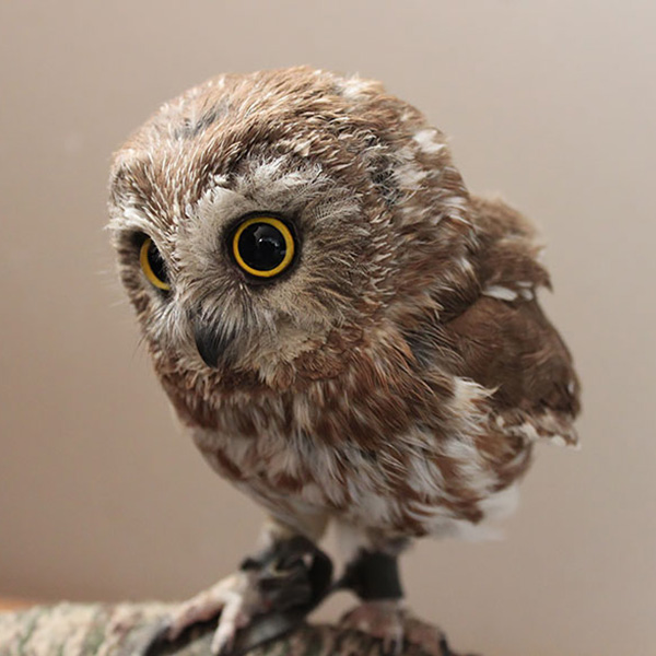 owl-cute-motamem35.jpg