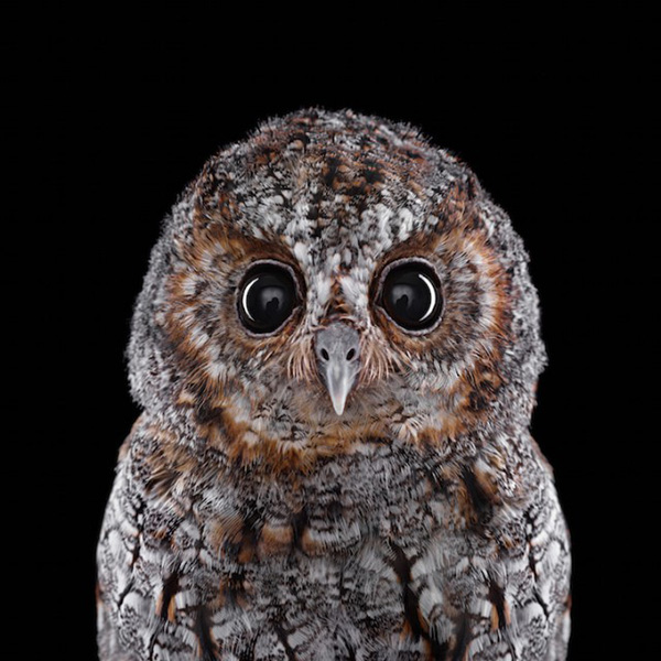 owl-cute-motamem39.jpg