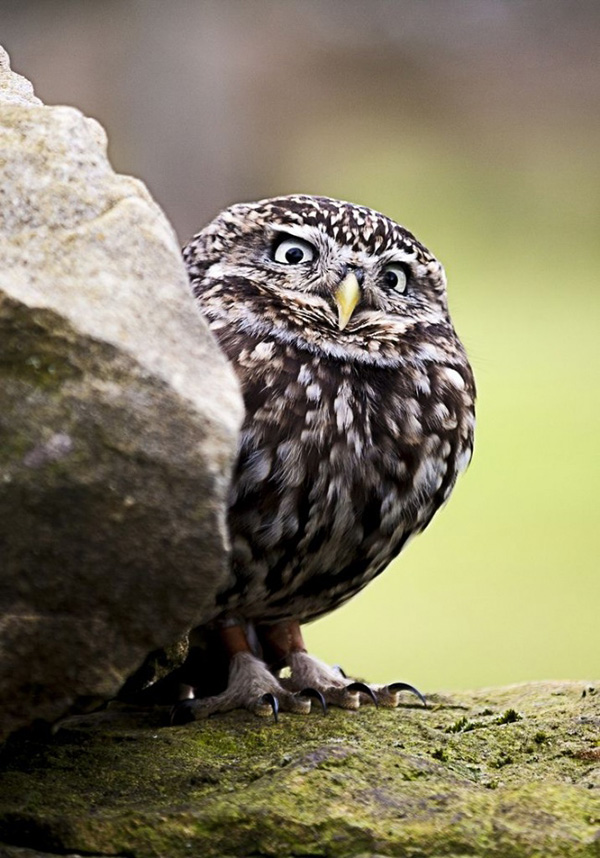 owl-cute-motamem7.jpg