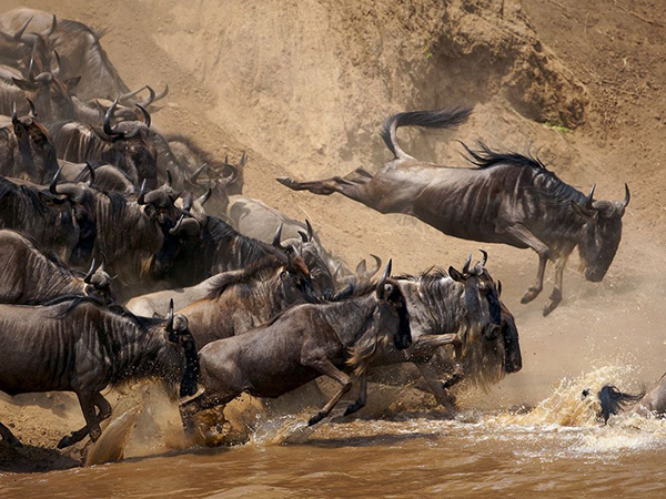 مهاجرت گاوهای وحشی در کنیا
