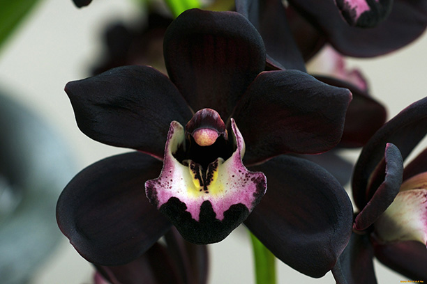 گل ارکید سیاه