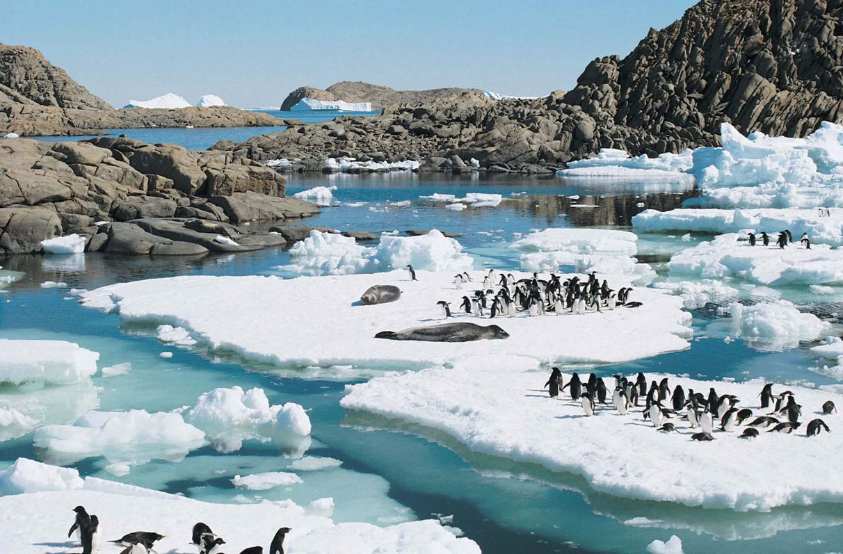 عکس پنگوئن در قطب جنوب