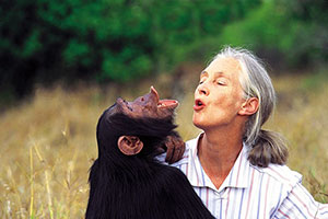 فیلم بازگشت شامپانزه به جنگل