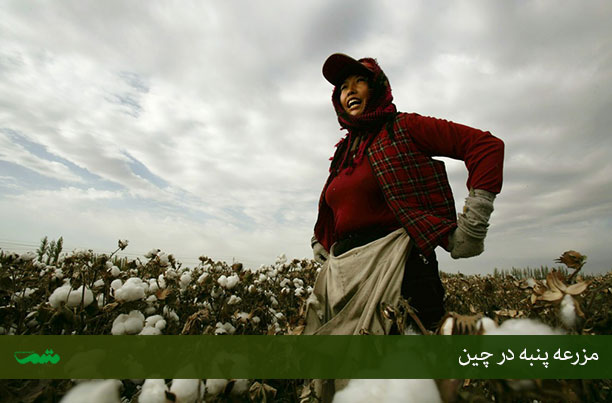 عکس مزارع پنبه
