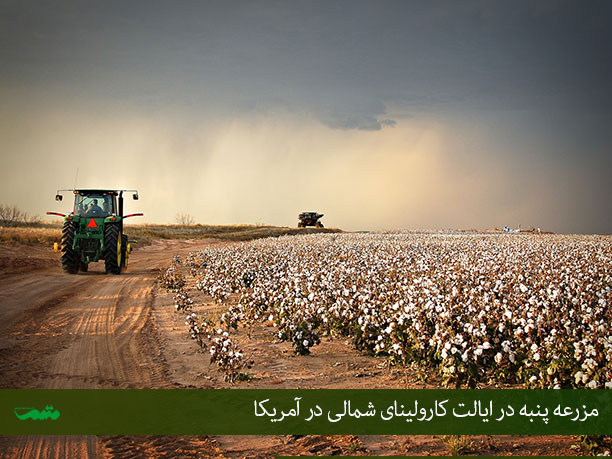 عکس مزارع پنبه