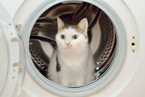 تعریف سیستم های پیچیده - نسیم طالب، گربه و ماشین لباسشویی