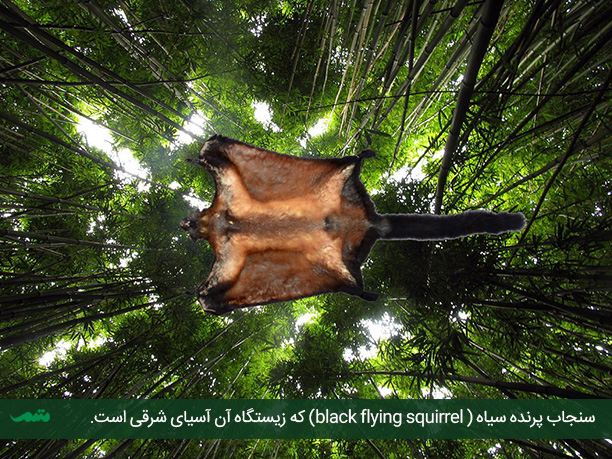 flying_squirrel_mtm07