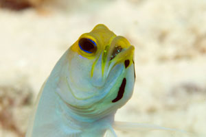 ماهی آرواره دار کله زرد - تصاویر ماهیها