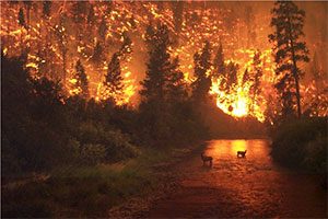 آتش سوزی در جنگل های یلوستون