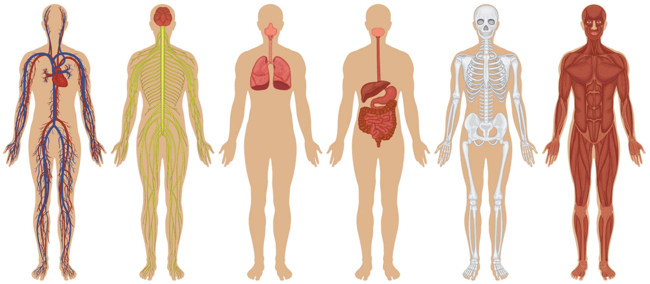 سیستم بدن انسان