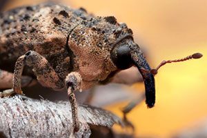 چند عکس ماکرو از حشرات و به طور خاص چشم حشرات