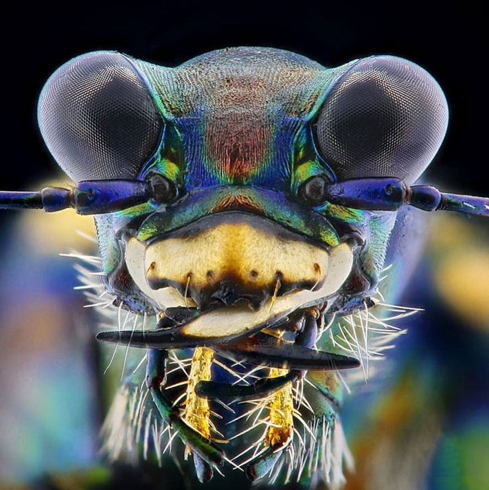 عکس ماکرو از حشرات