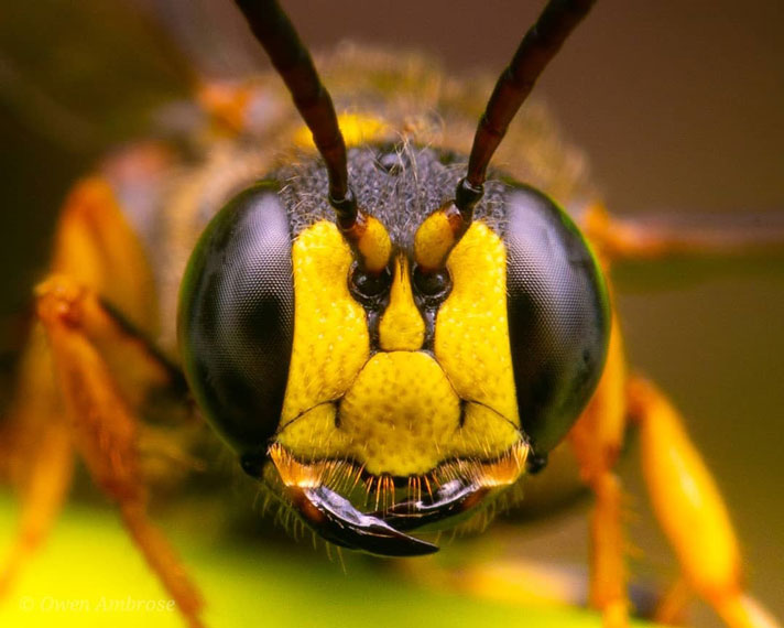 عکس ماکرو از حشرات