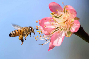 معمای بصری - زنبور و پروانه