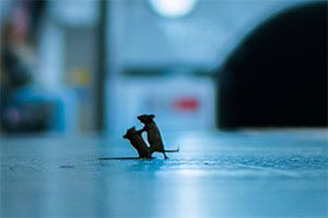 موش ها در حال دعوا در مترو لندن