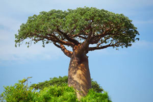 عکس درخت بائوباب