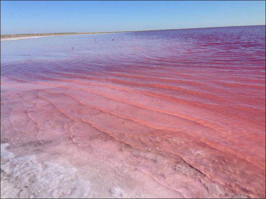 دریاچه قرمز - میگوی آب شور
